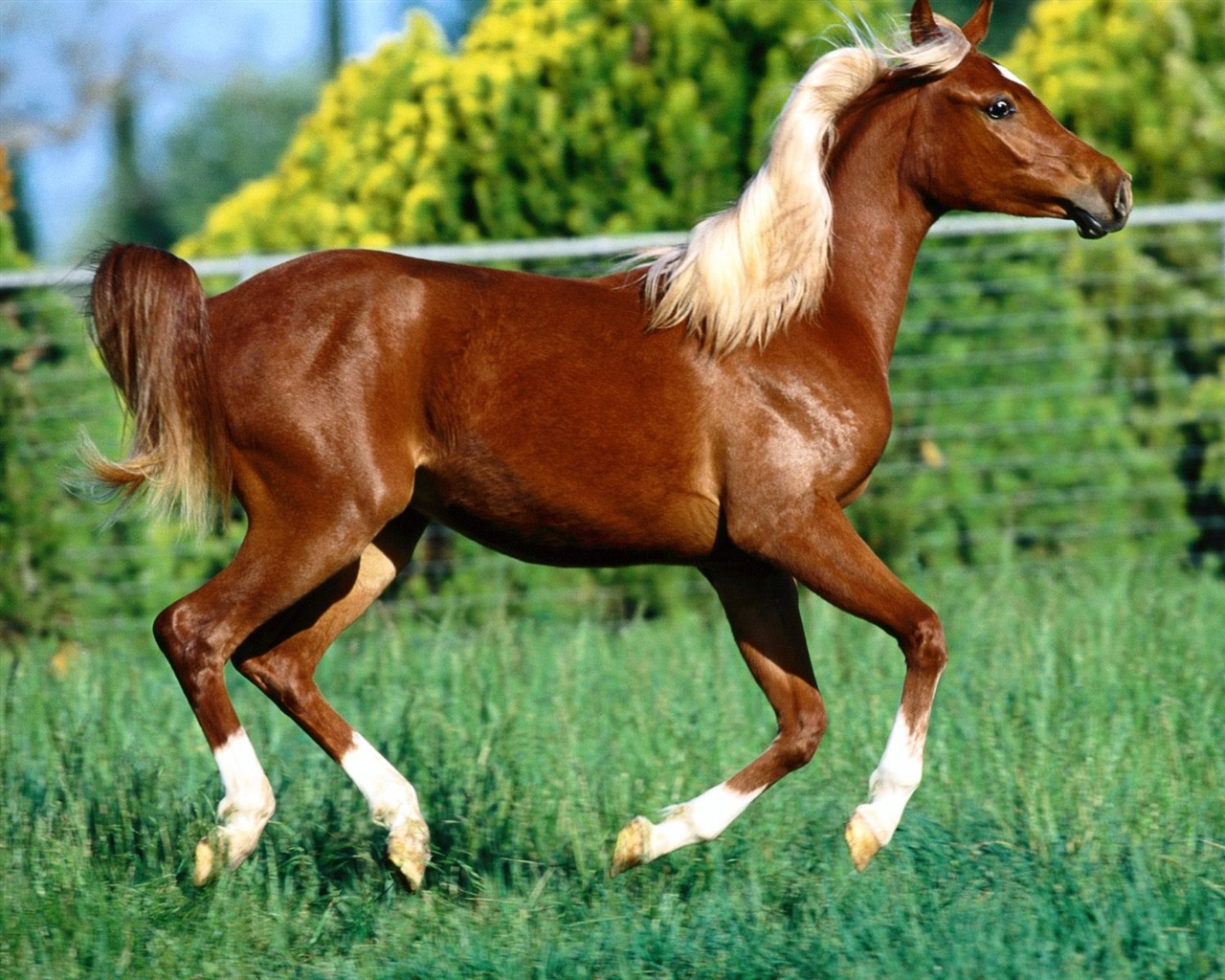 Horse Wallpaper Album #40 - 1280x1024