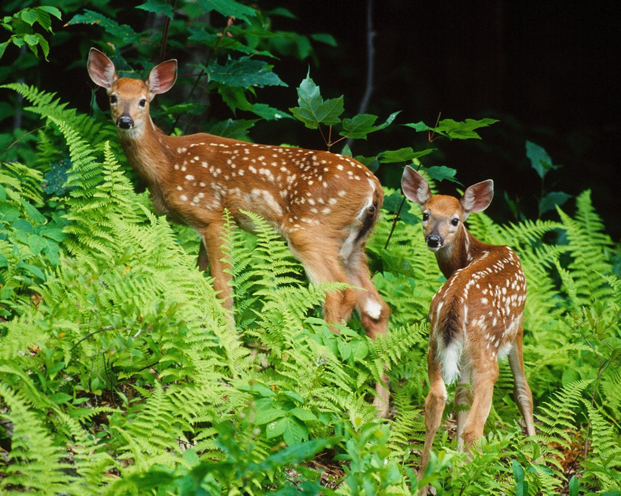 Animal Wallpaper Collection (8) #1 - 1280x1024