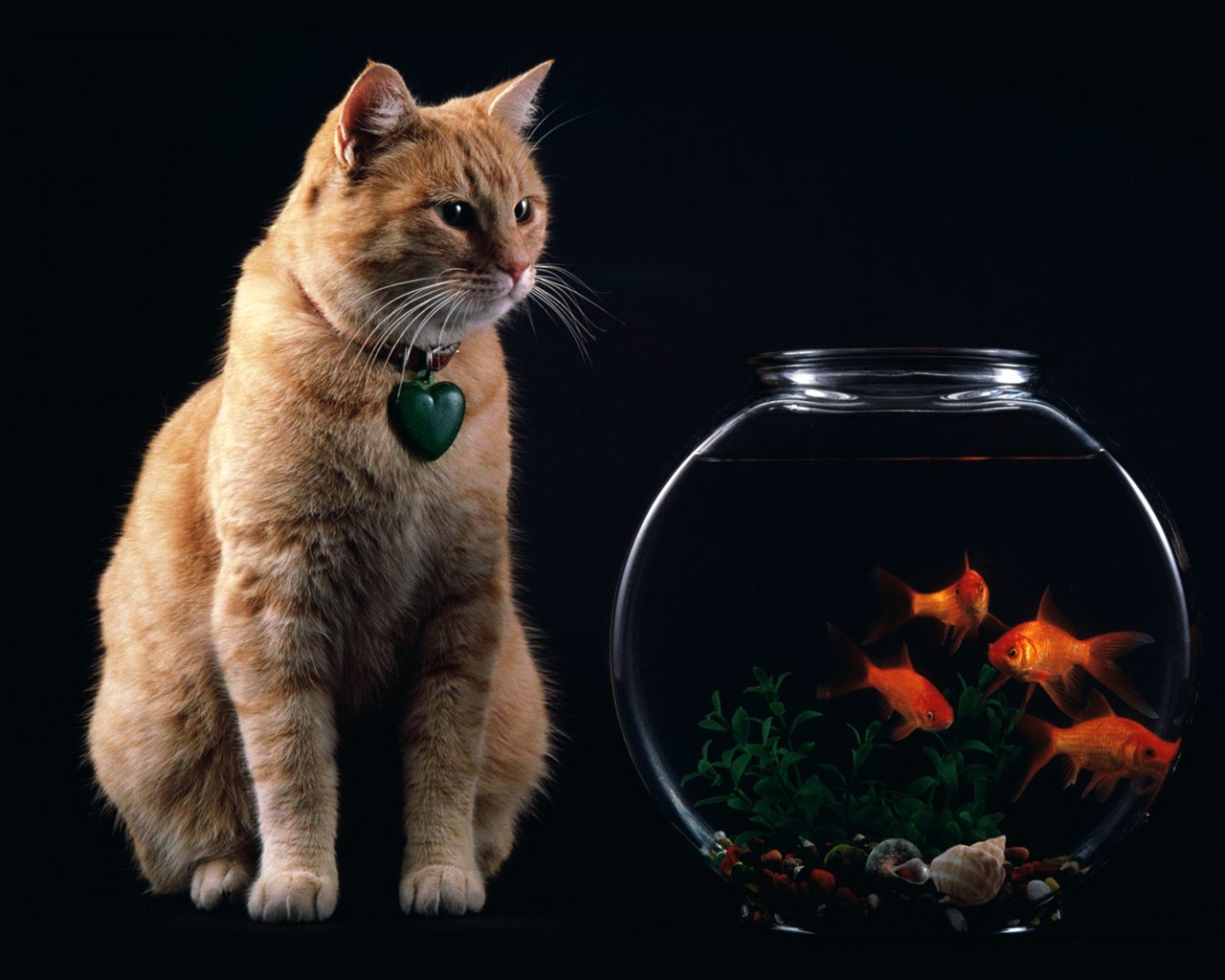 Animal Wallpaper Collection (8) #2 - 1280x1024