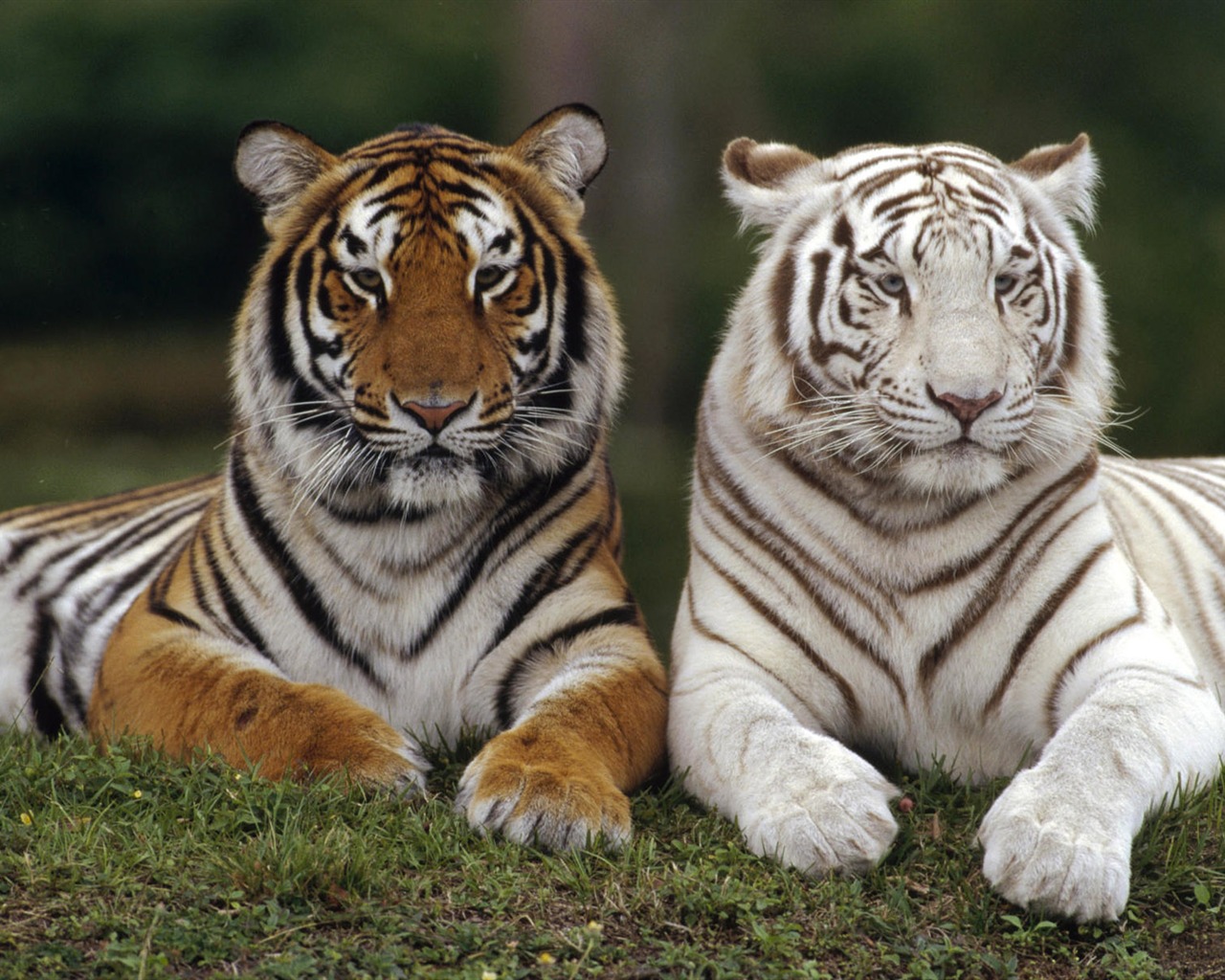 Animal Wallpaper Collection (8) #5 - 1280x1024