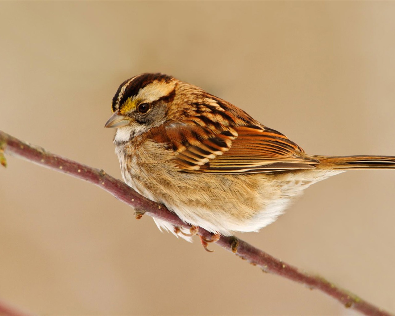 Animal Wallpaper Collection (8) #6 - 1280x1024