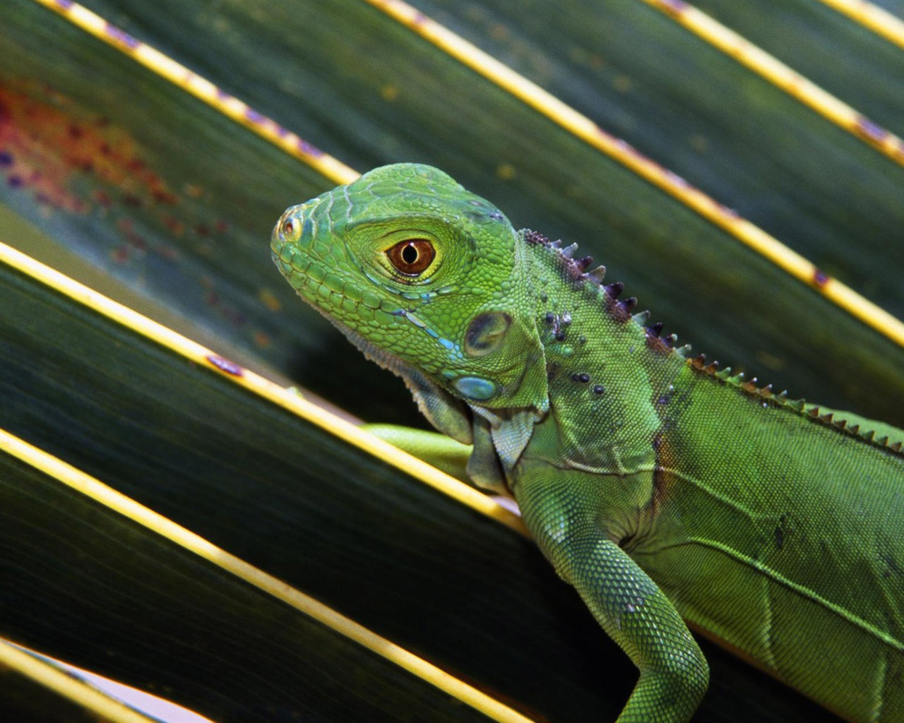 Animal Wallpaper Collection (8) #11 - 1280x1024