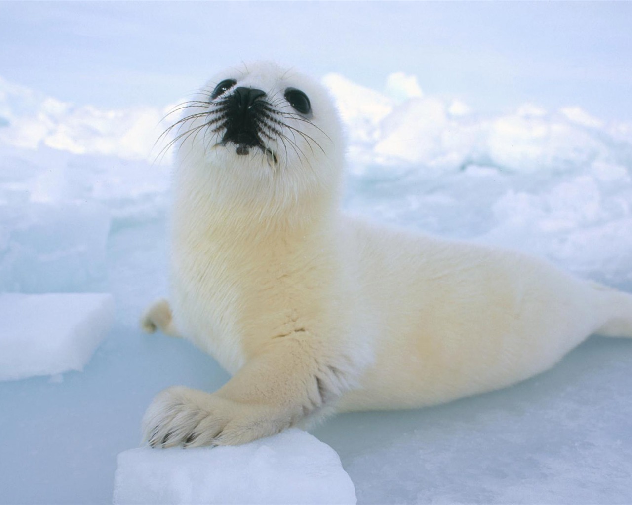 Animal Wallpaper Collection (8) #12 - 1280x1024