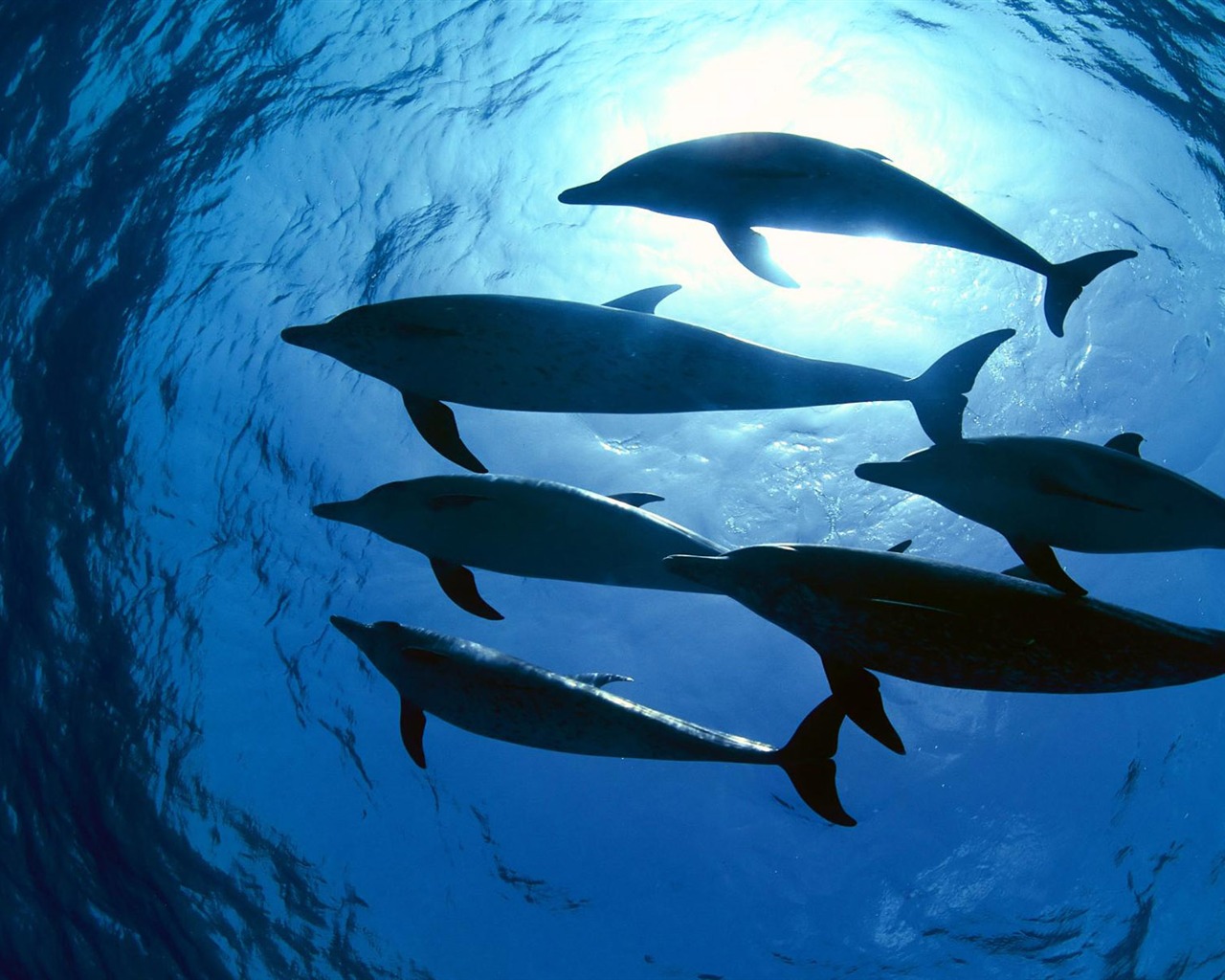 Animal Wallpaper Collection (8) #19 - 1280x1024