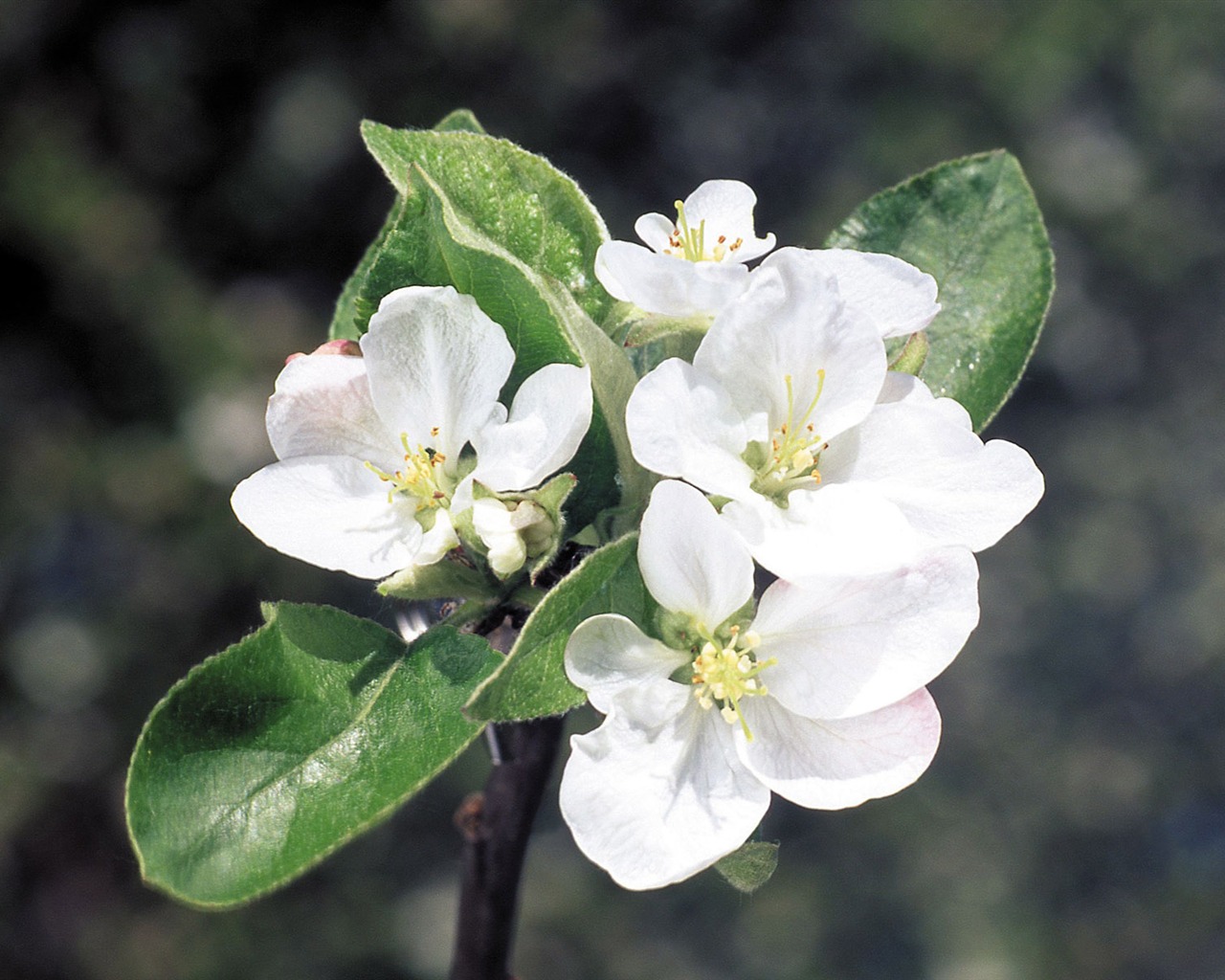 White flowers wallpaper #1 - 1280x1024