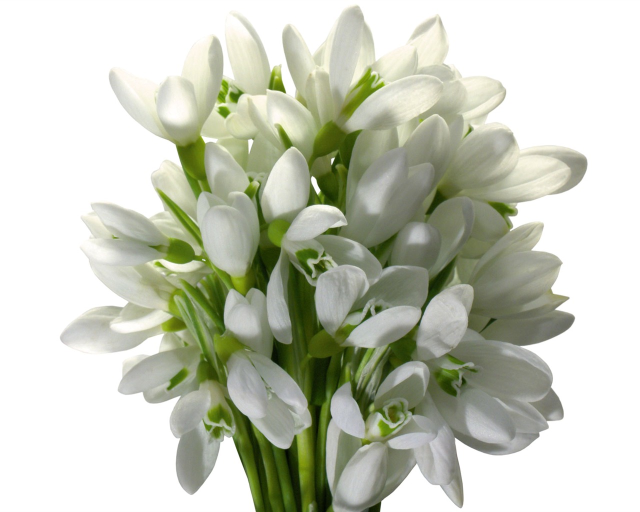 Weiße Blumen Wallpaper #2 - 1280x1024