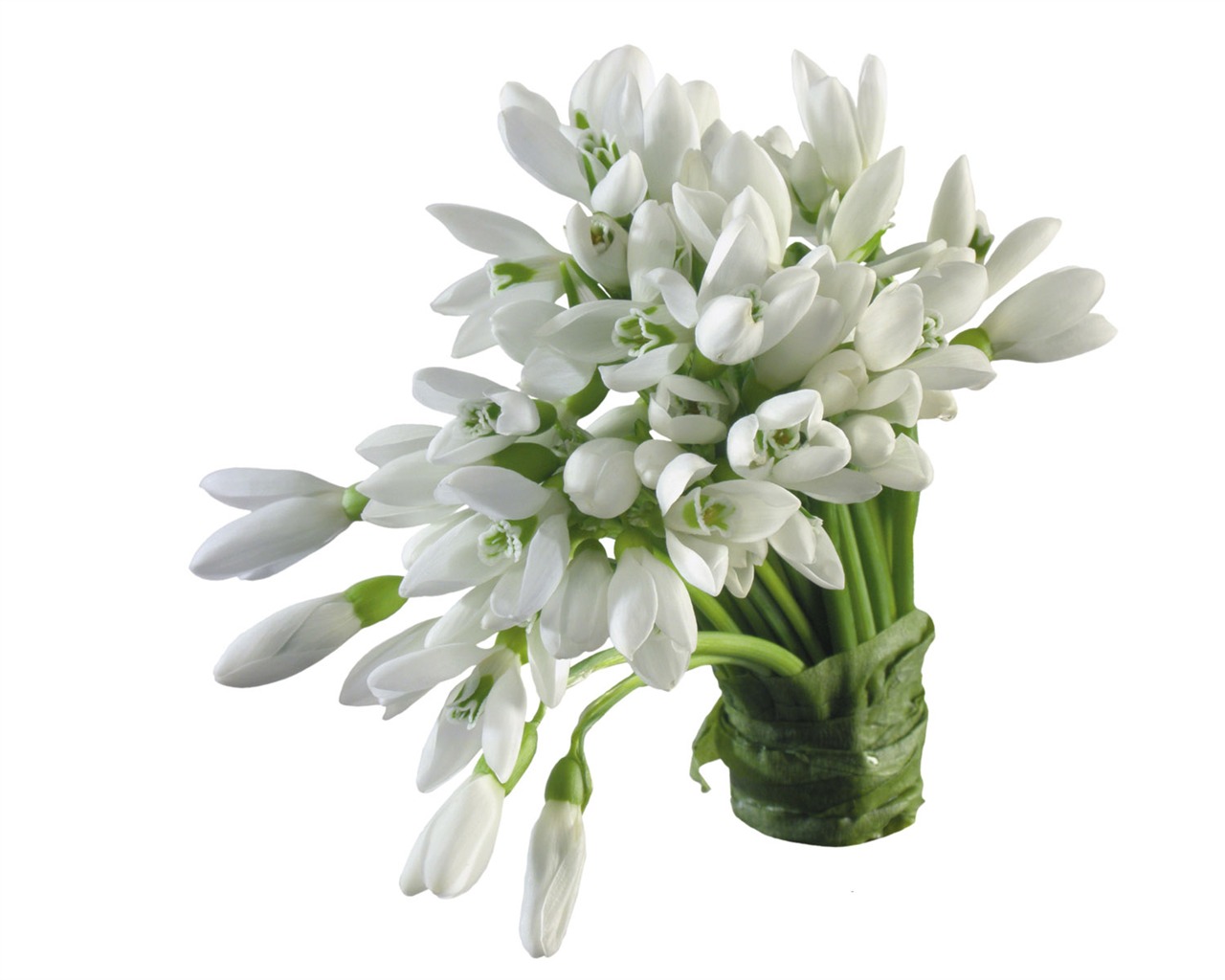 Flores blancas fondo de pantalla #3 - 1280x1024
