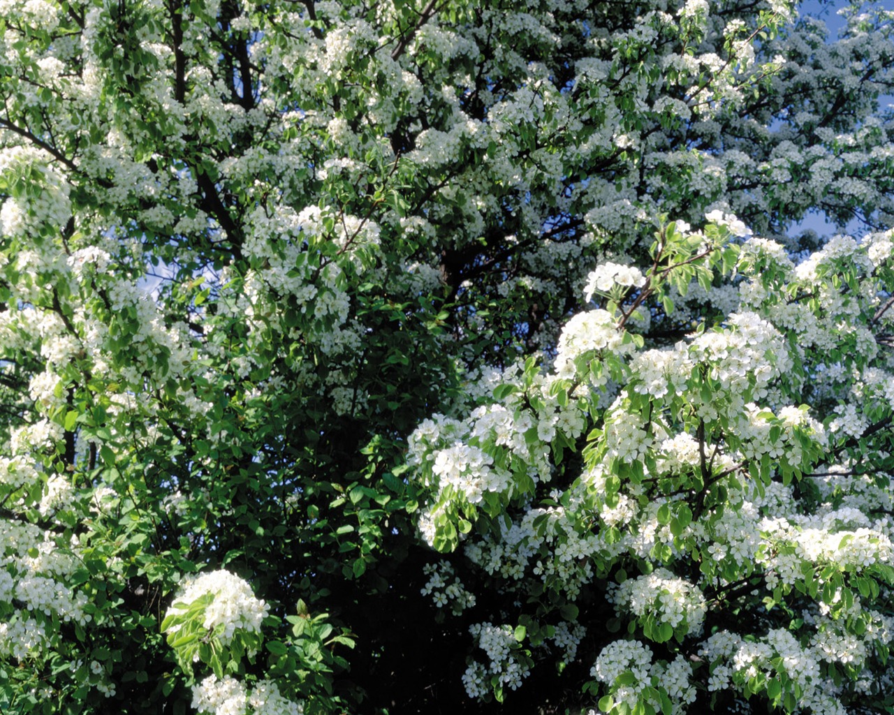 White flowers wallpaper #5 - 1280x1024