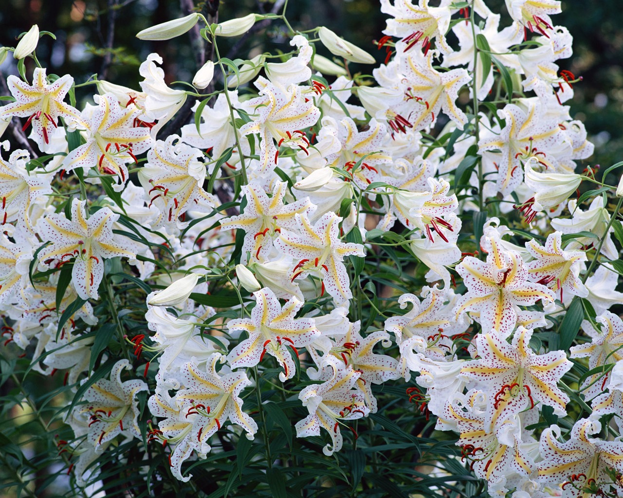 Fleurs blanches Fond d'écran #6 - 1280x1024