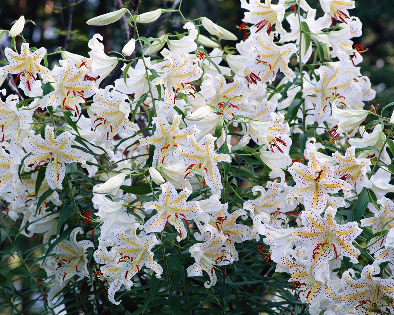 White flowers wallpaper #6 - 1280x1024