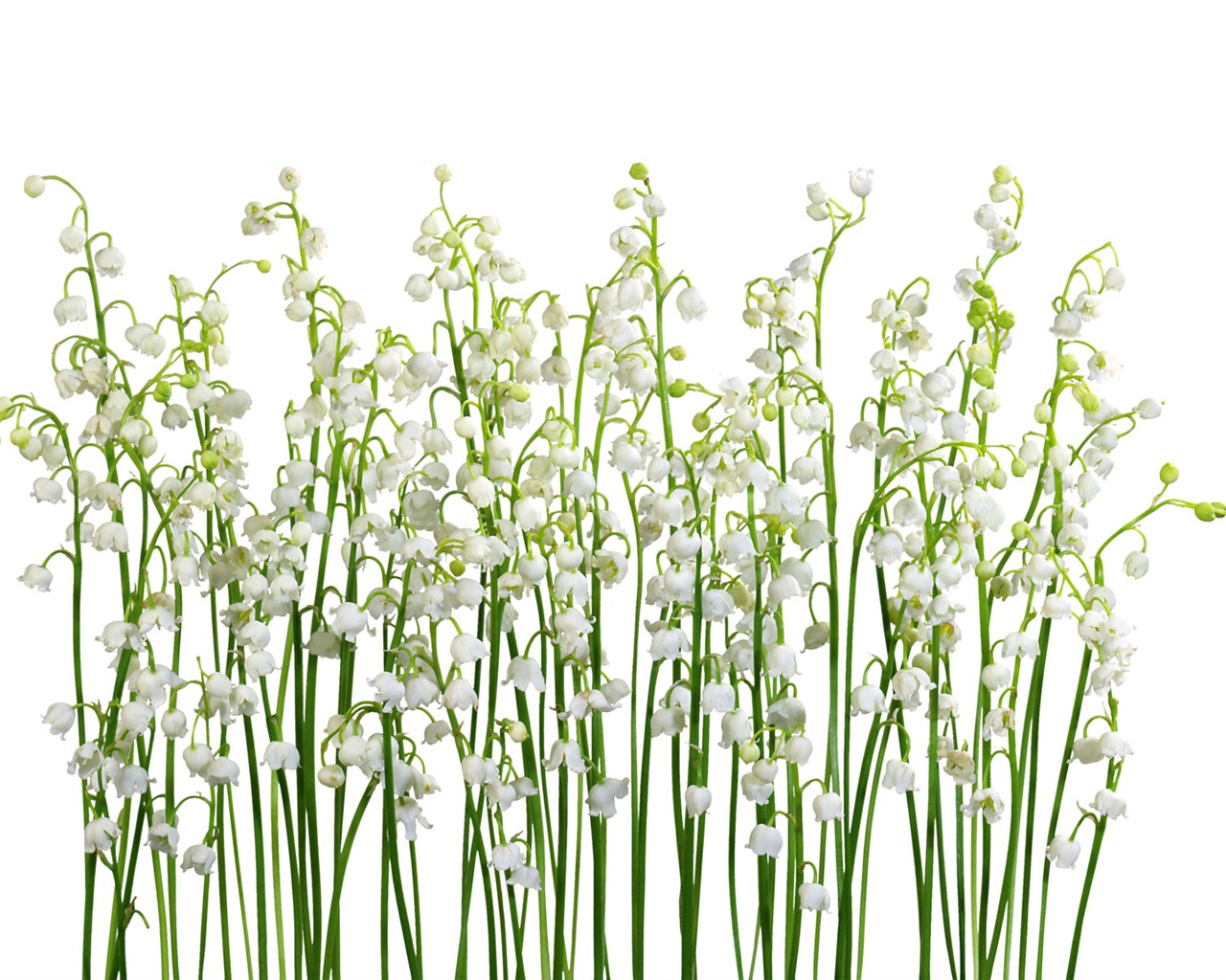 Weiße Blumen Wallpaper #13 - 1280x1024