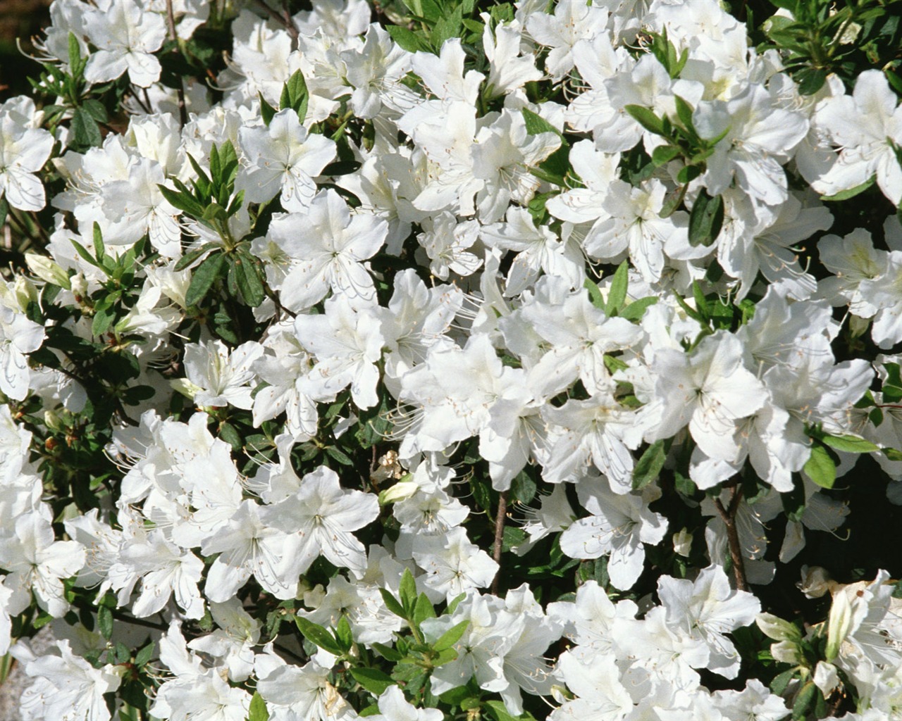 흰색 꽃 벽지 #15 - 1280x1024