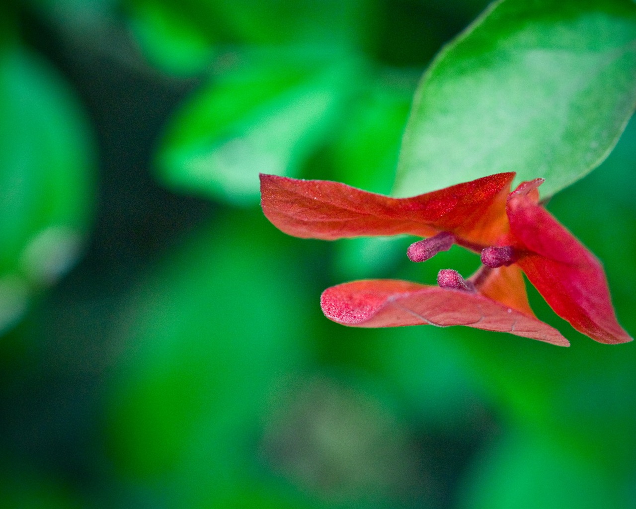 Fond d'écran HD plantes #1 - 1280x1024