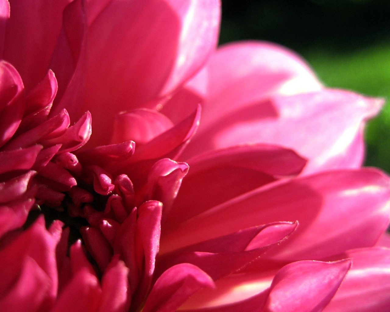 HD Plant Wallpaper #3 - 1280x1024