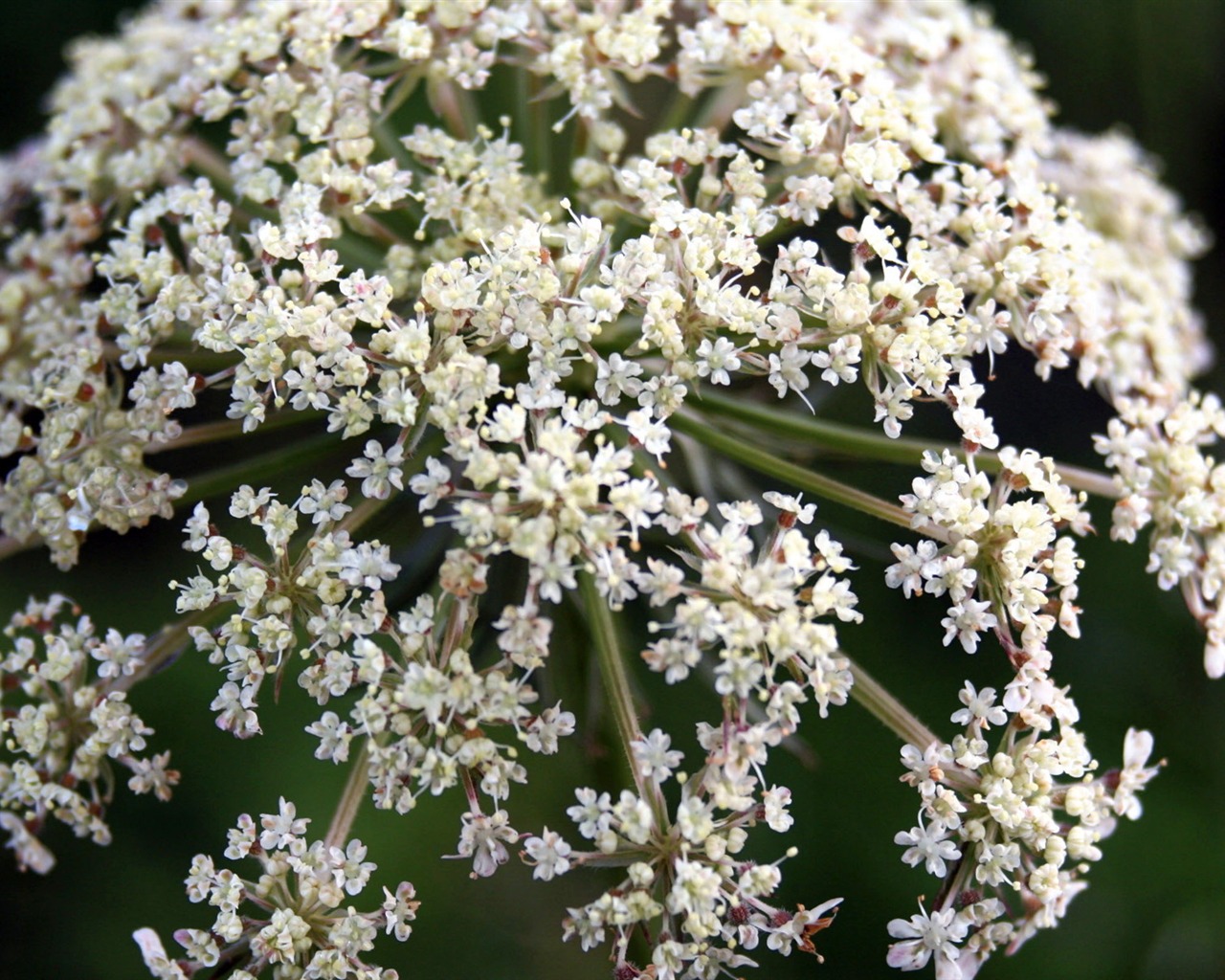 HD Plant Wallpaper #5 - 1280x1024