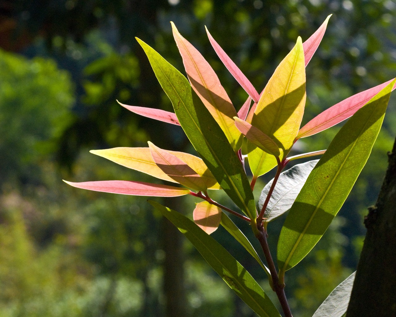 HD Plant Wallpaper #11 - 1280x1024