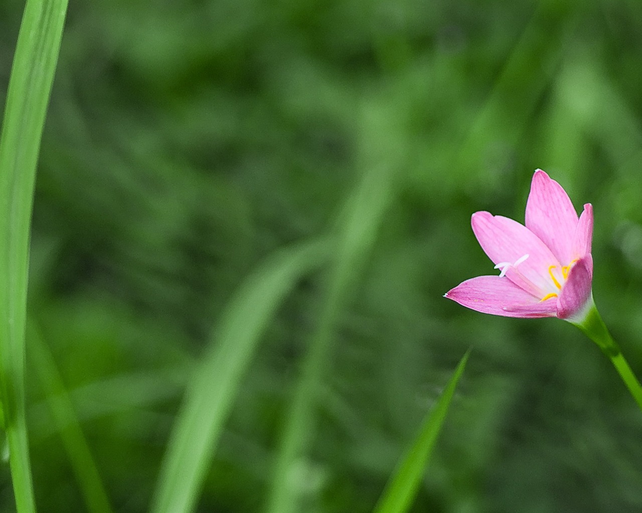 HD Plant Wallpaper #13 - 1280x1024