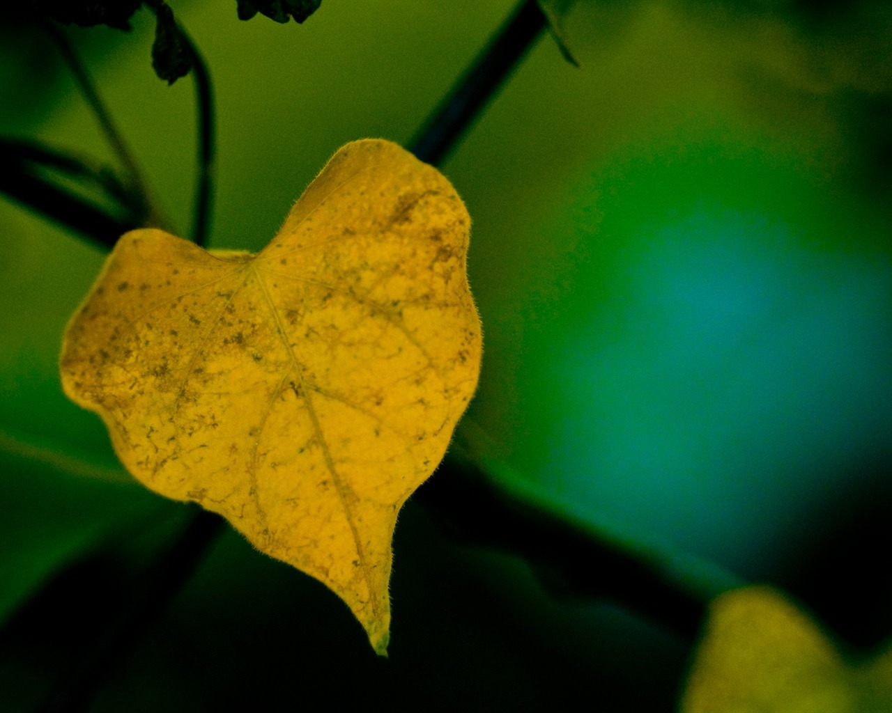 HD Plant Wallpaper #18 - 1280x1024
