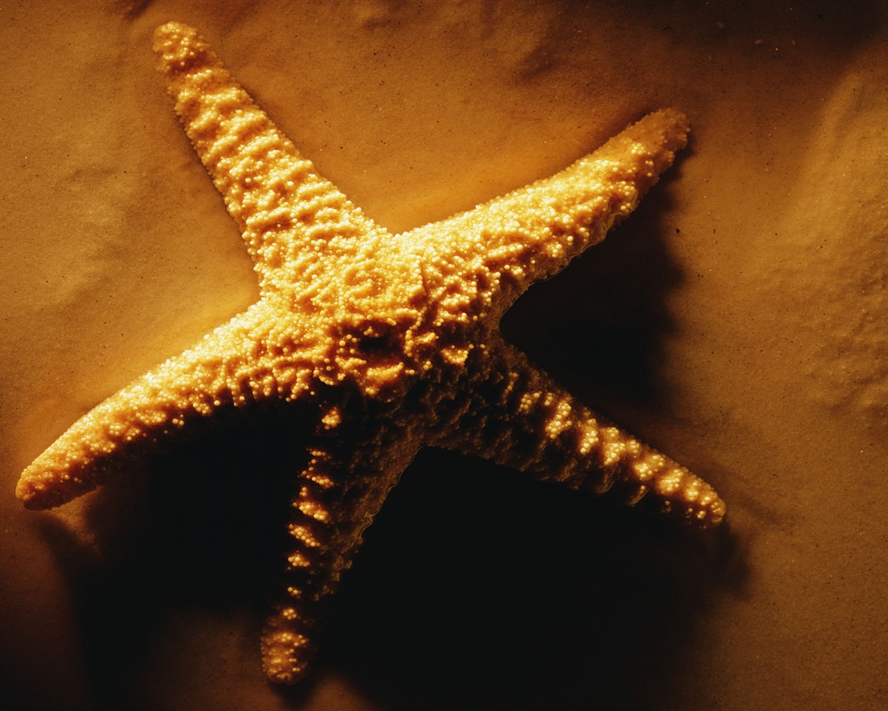 Millennium biological Wallpaper #3 - 1280x1024