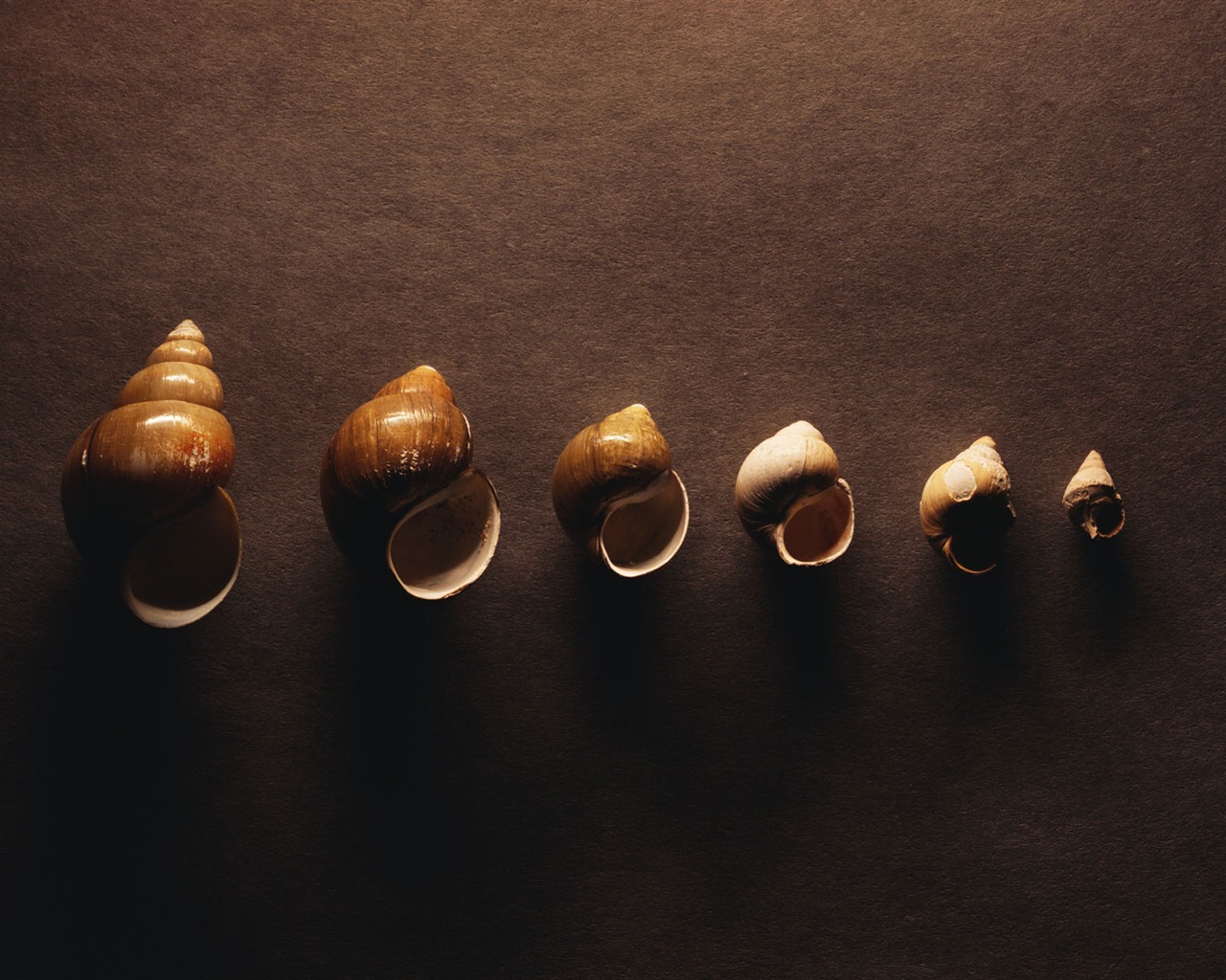 tisíciletí biologický Wallpaper #10 - 1280x1024