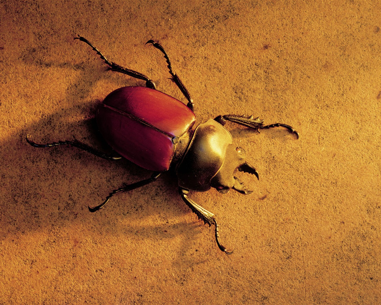 Millennium biological Wallpaper #15 - 1280x1024