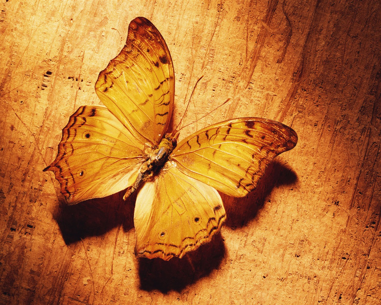 tisíciletí biologický Wallpaper #19 - 1280x1024