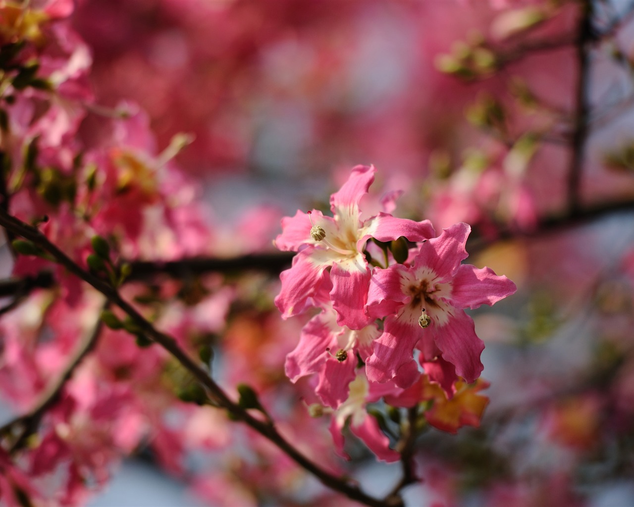 Nikon D700 proofs Wallpaper #12 - 1280x1024