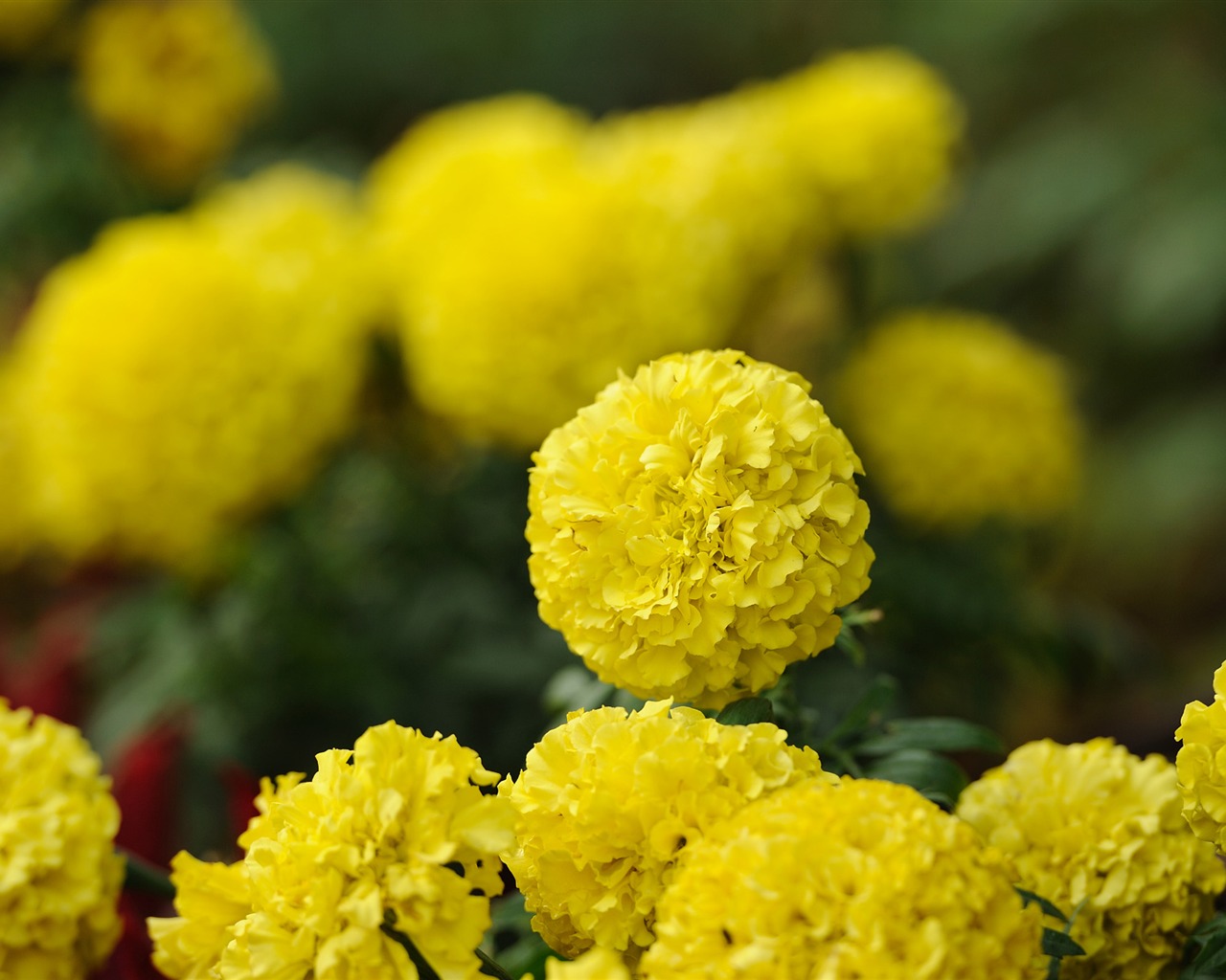 Nikon D700 proofs Wallpaper #17 - 1280x1024