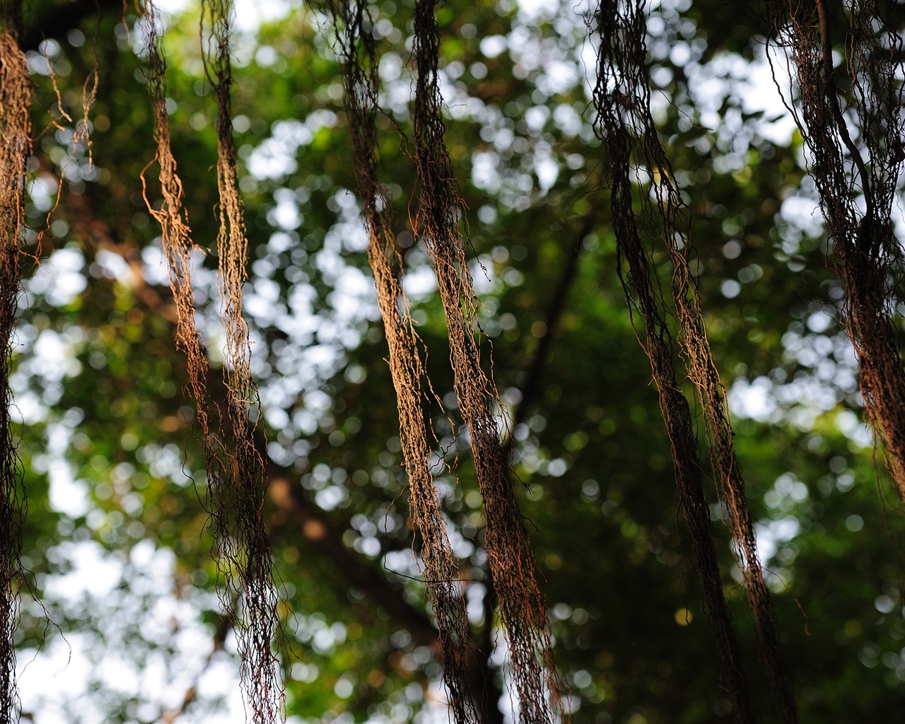 Nikon D700 proofs Wallpaper #19 - 1280x1024