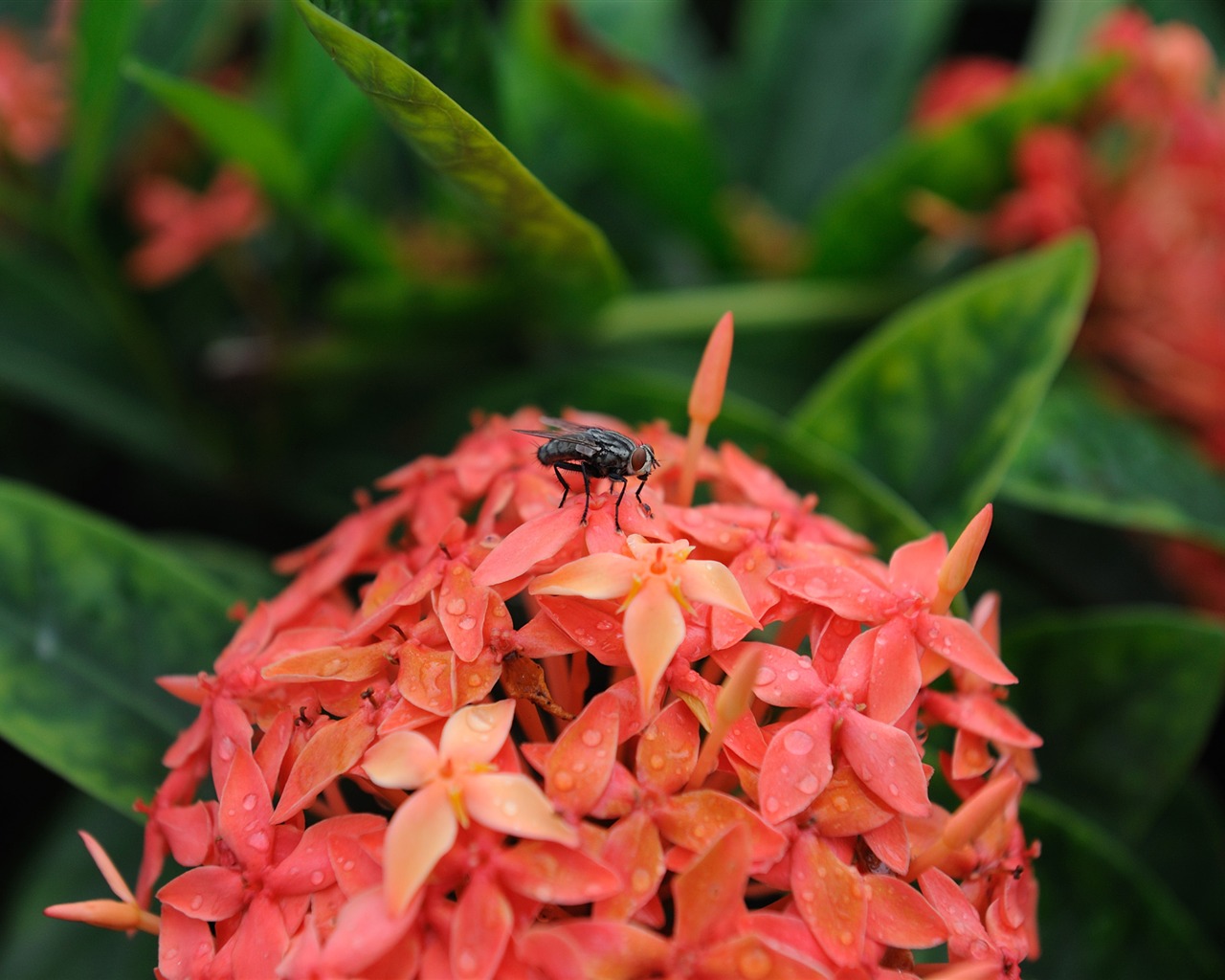 尼康 D700 样张壁纸 (评测样张)46 - 1280x1024