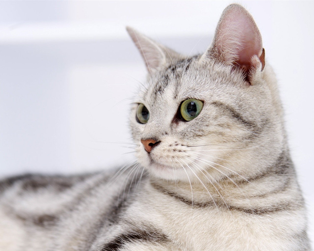 HD cute little kitty wallpaper #6 - 1280x1024