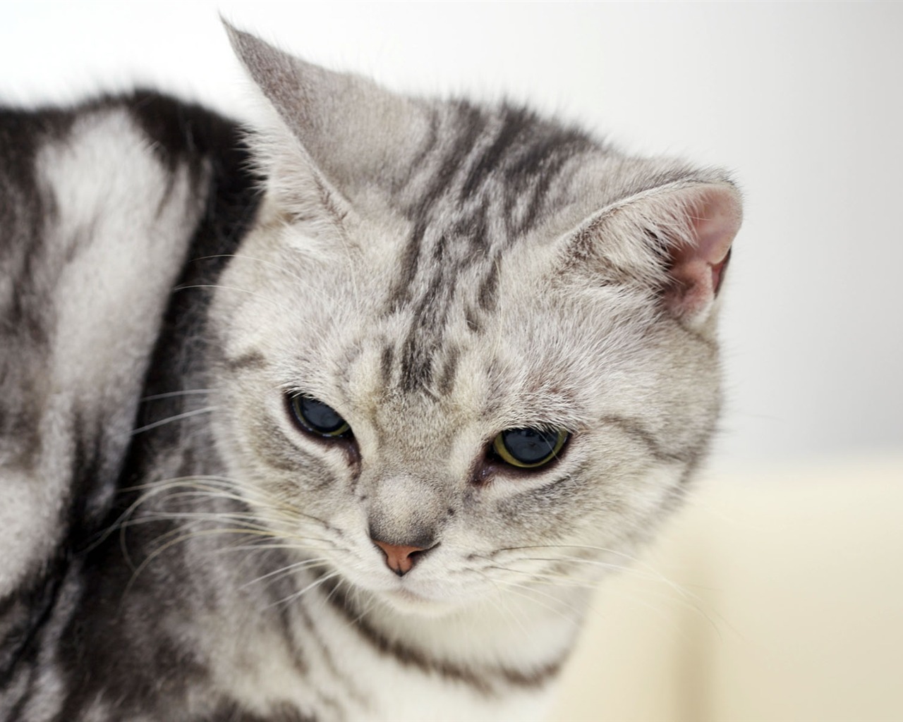 HD papel tapiz lindo gatito #25 - 1280x1024