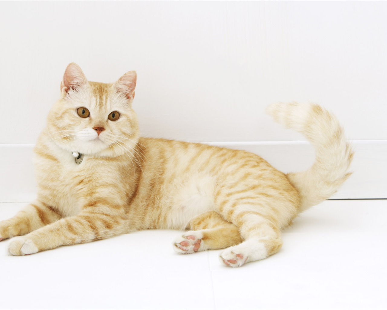 HD papel tapiz lindo gatito #28 - 1280x1024