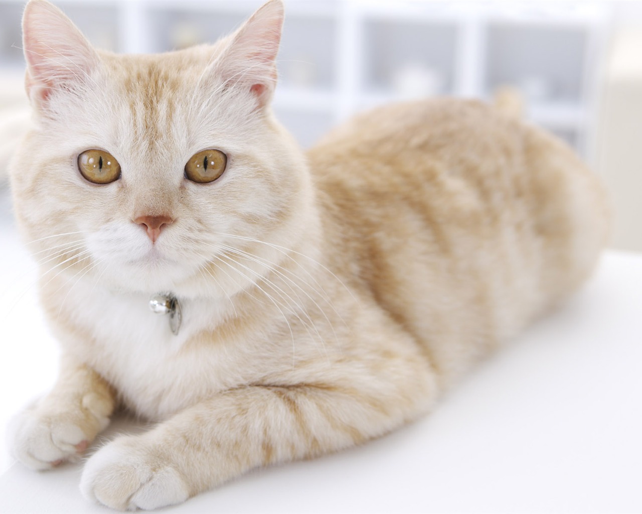 HD papel tapiz lindo gatito #39 - 1280x1024