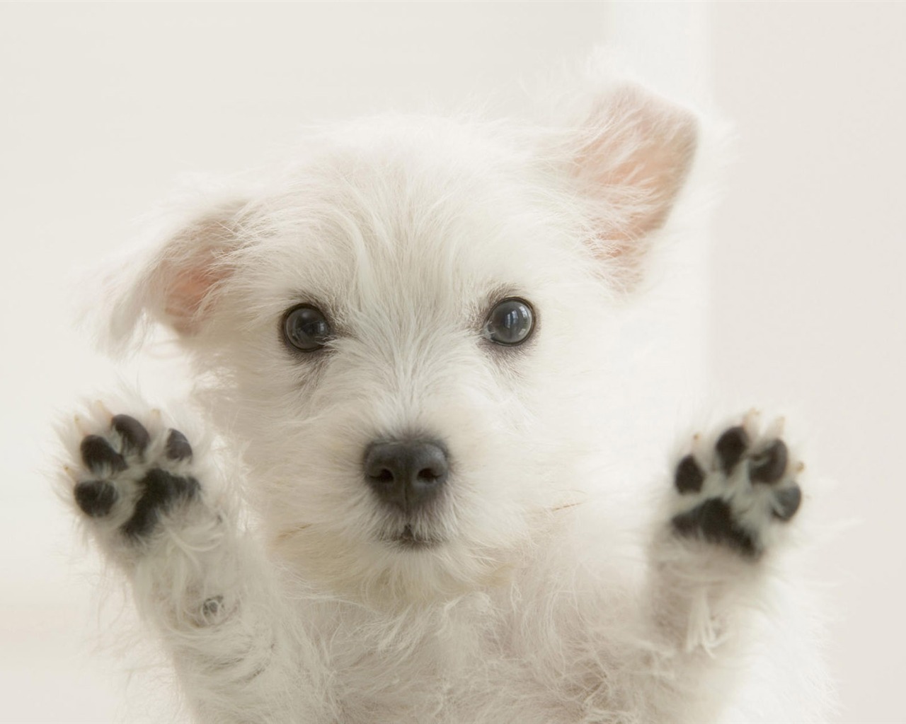 Cute puppy Photo Wallpaper #13 - 1280x1024