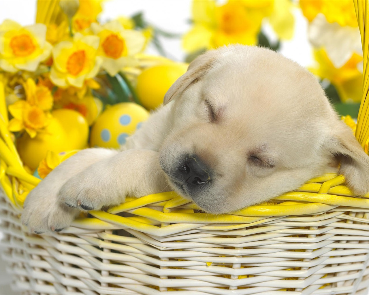 Cute Puppy Photo Wallpaper #19 - 1280x1024