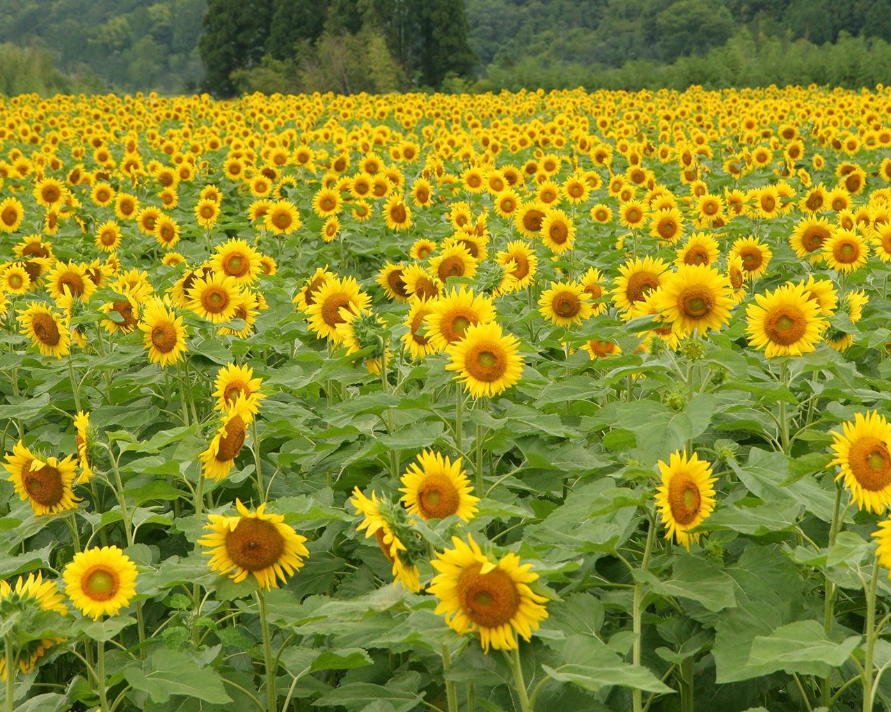 Man Shan sunflower wallpaper #2 - 1280x1024