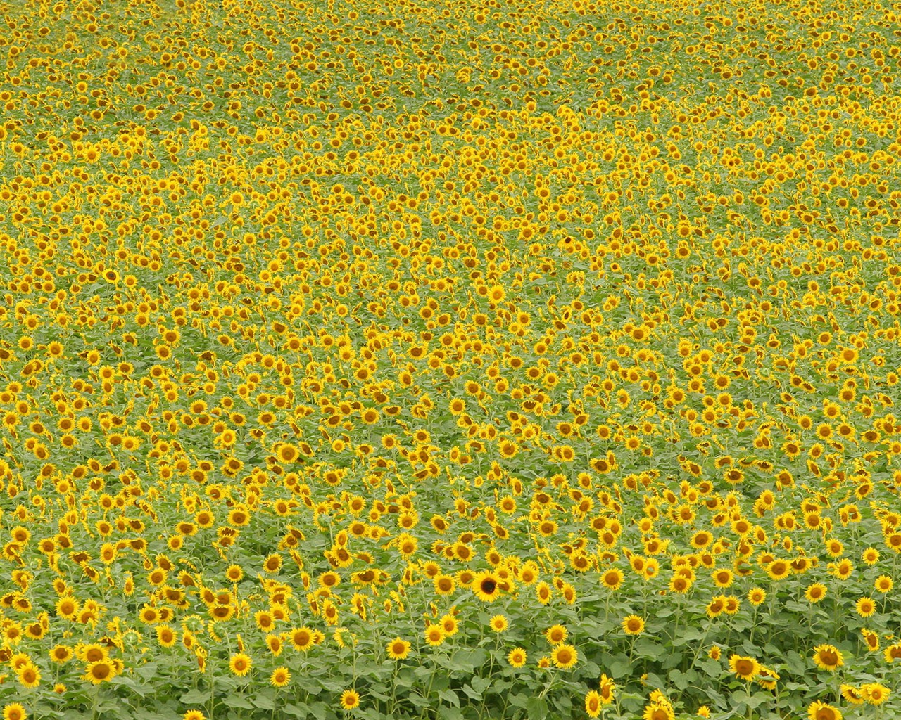 Man Shan sunflower wallpaper #5 - 1280x1024