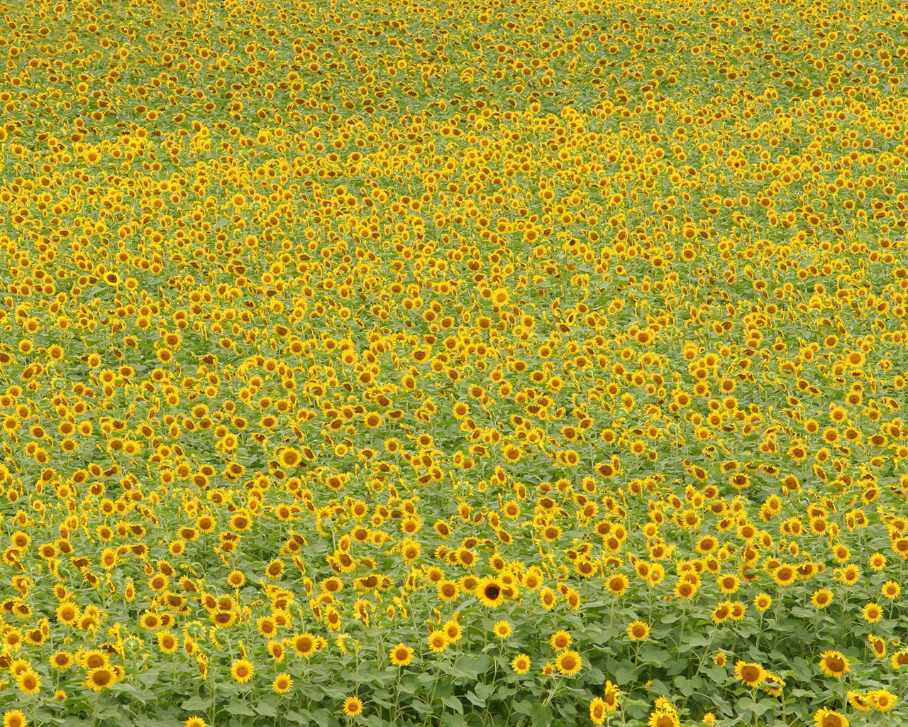 Fond d'écran homme de tournesol Shan #5 - 1280x1024