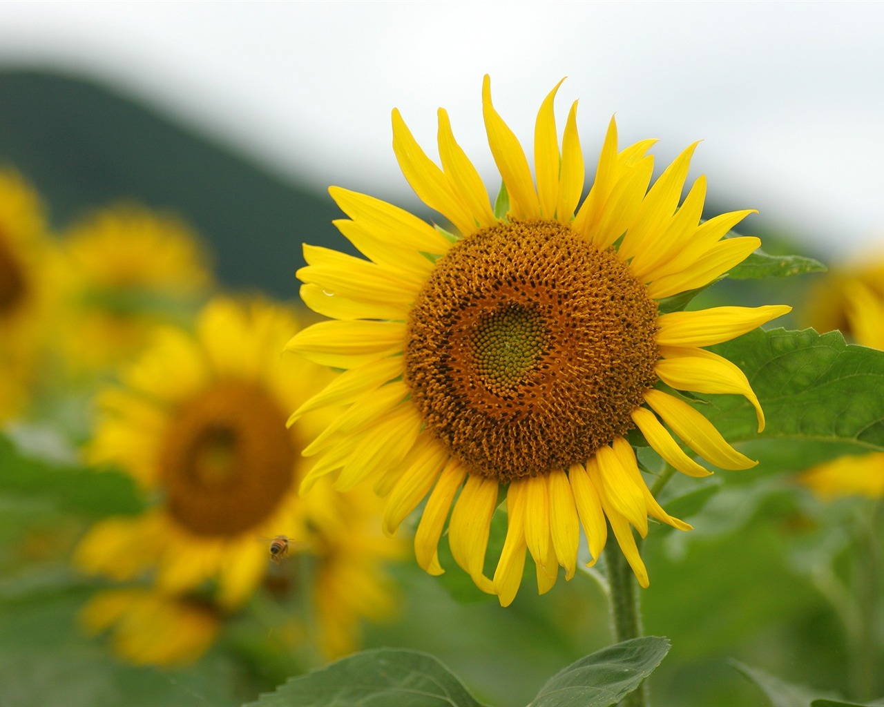 Man Shan sunflower wallpaper #8 - 1280x1024