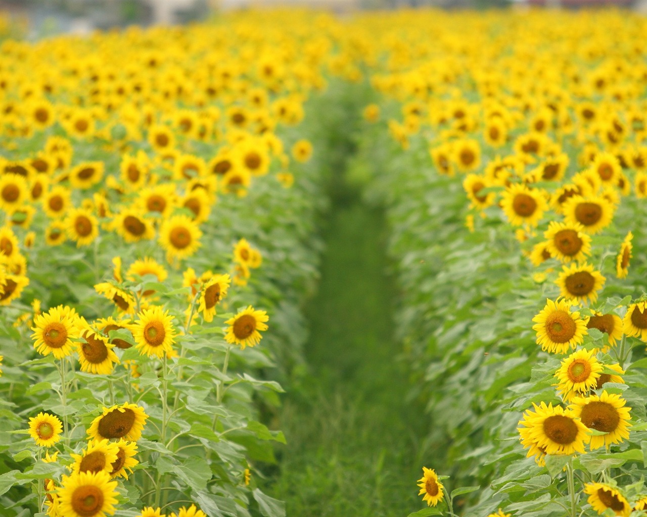 Fond d'écran homme de tournesol Shan #10 - 1280x1024