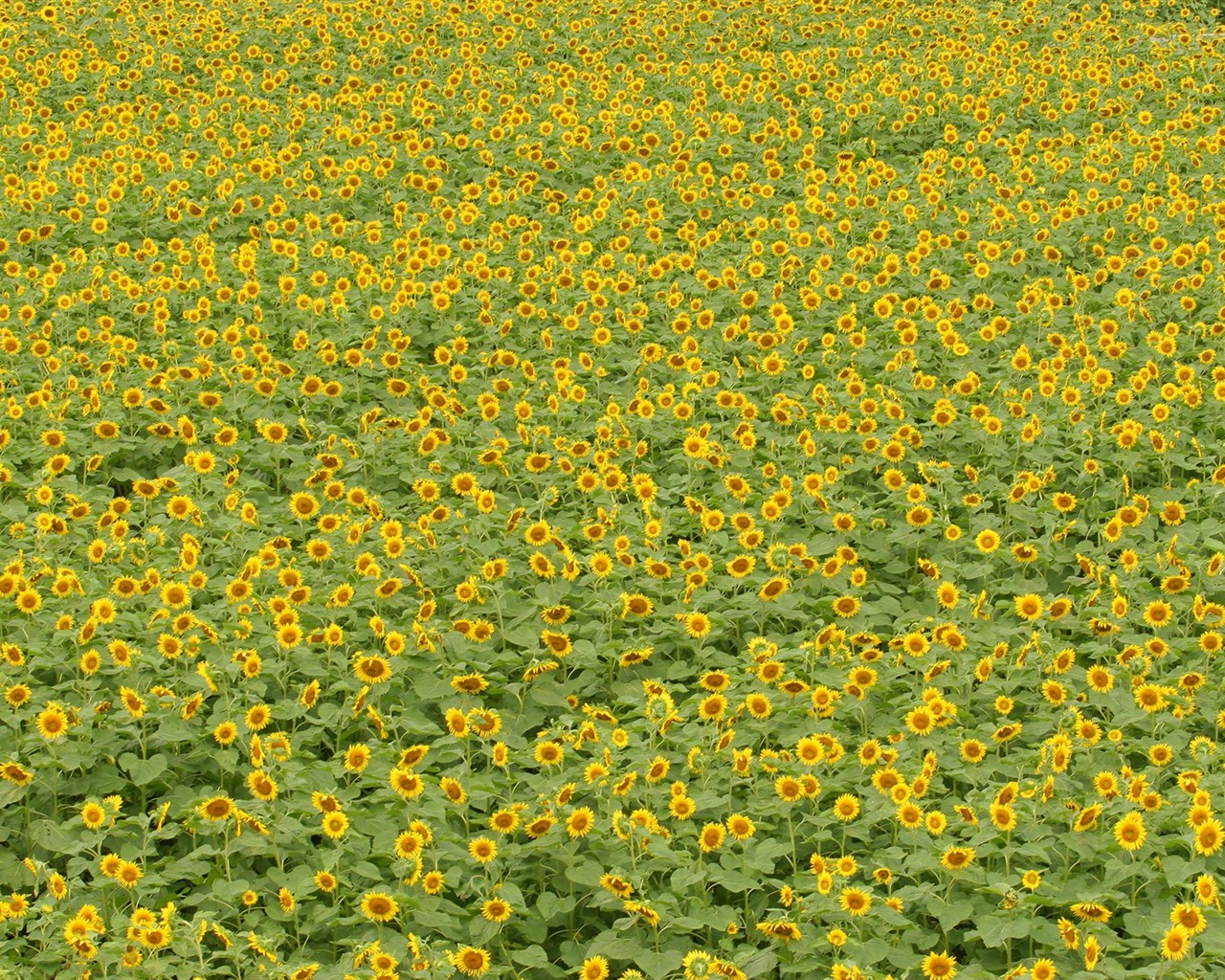 El hombre Shan fondos de escritorio de girasol #13 - 1280x1024