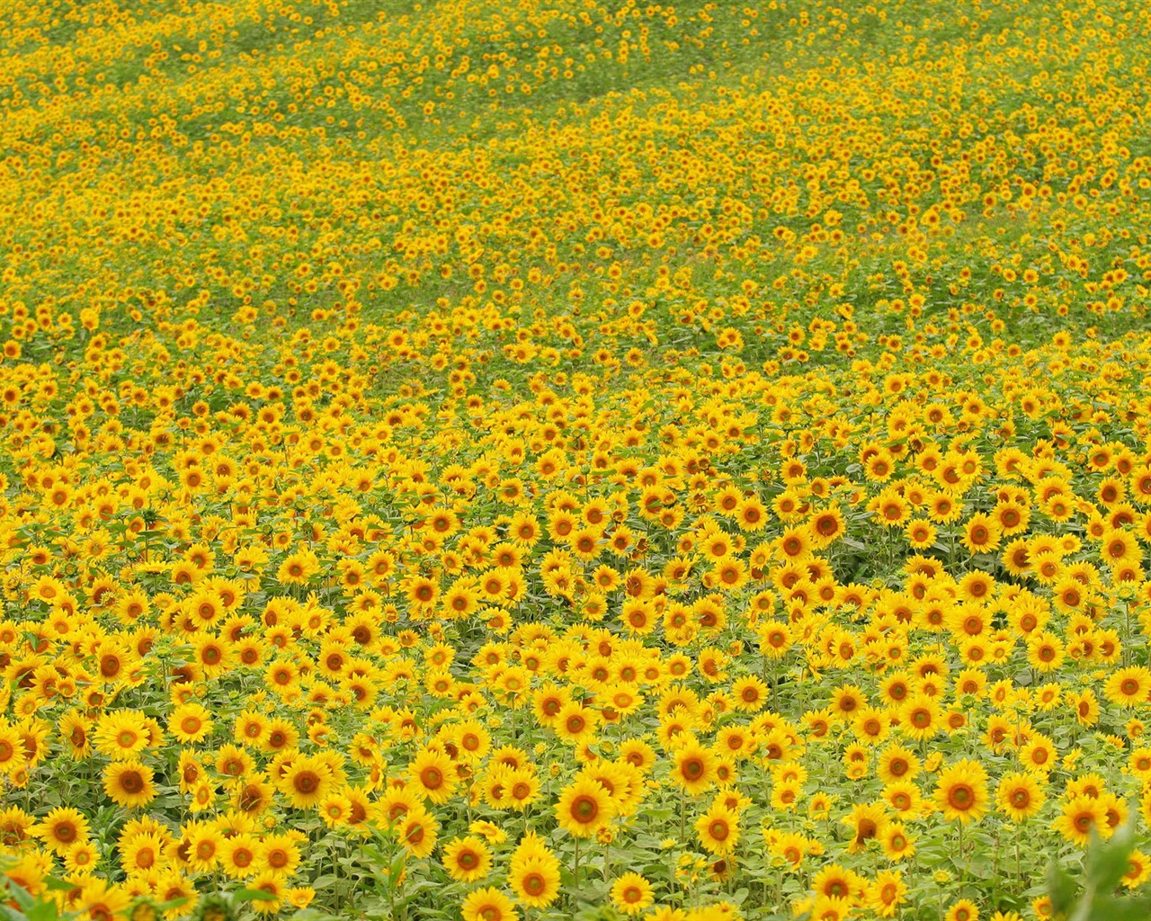 Man Shan sunflower wallpaper #18 - 1280x1024