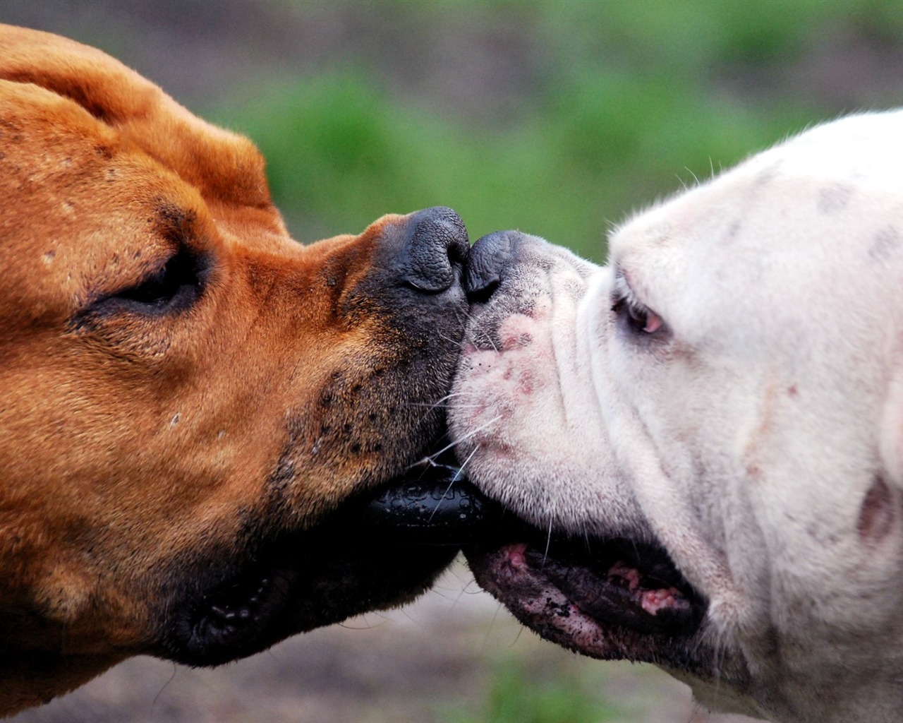 Animals moments wallpaper #5 - 1280x1024