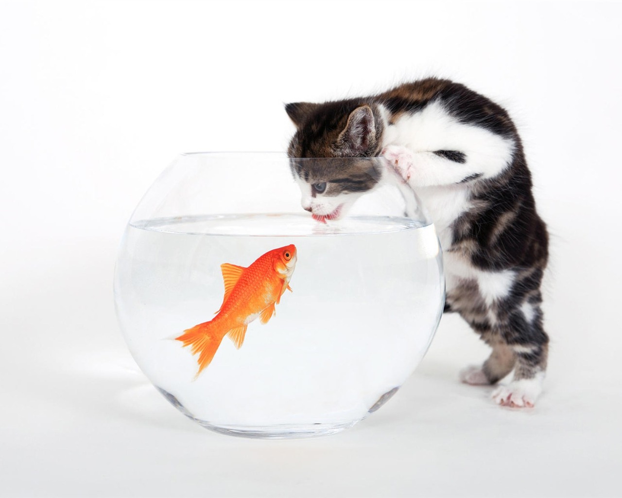 Animals moments wallpaper #21 - 1280x1024