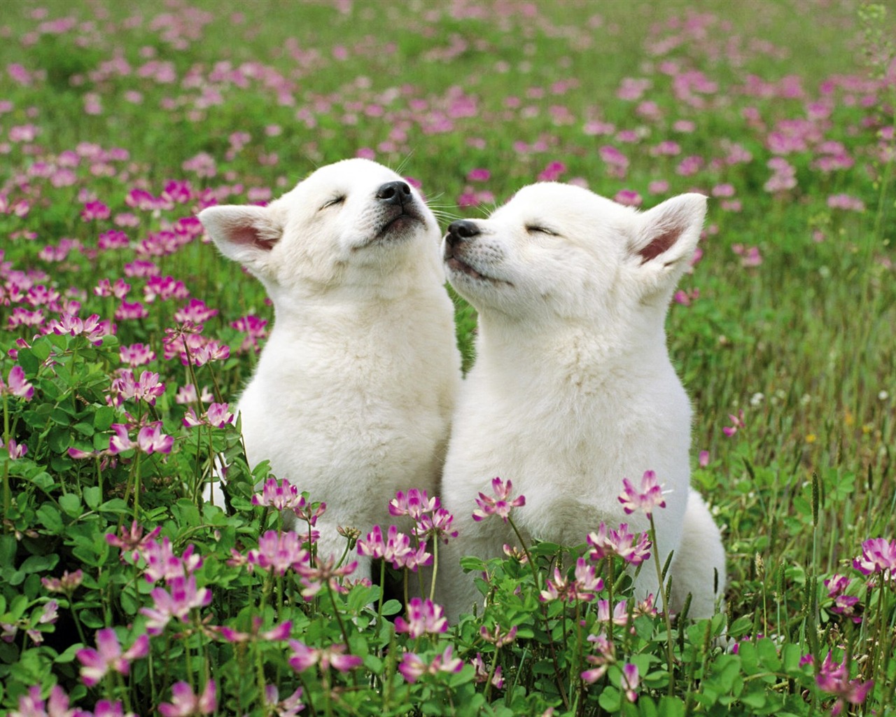 Animals moments wallpaper #36 - 1280x1024