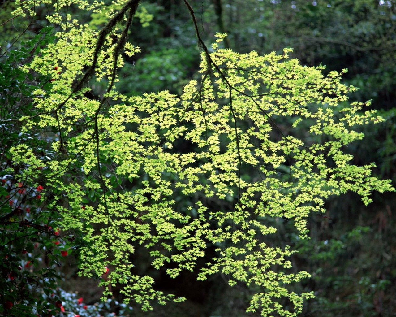 春色 自然風景壁紙 #4 - 1280x1024