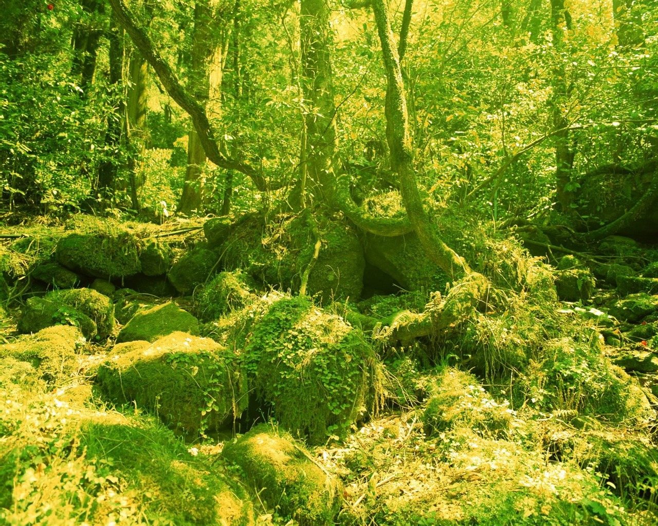 jarní přírodou na plochu #8 - 1280x1024