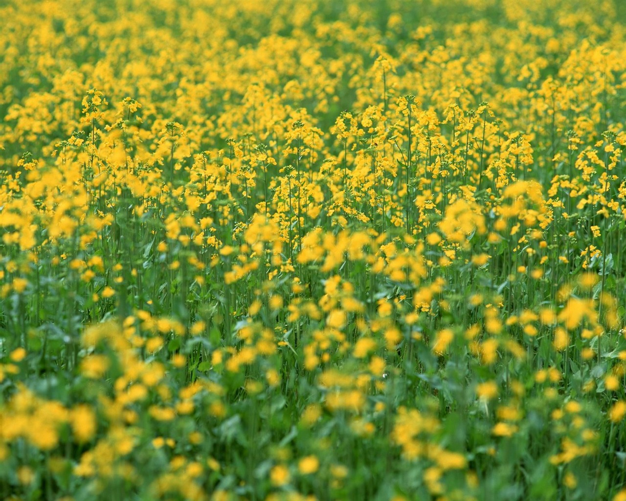 春色 自然風景壁紙 #21 - 1280x1024