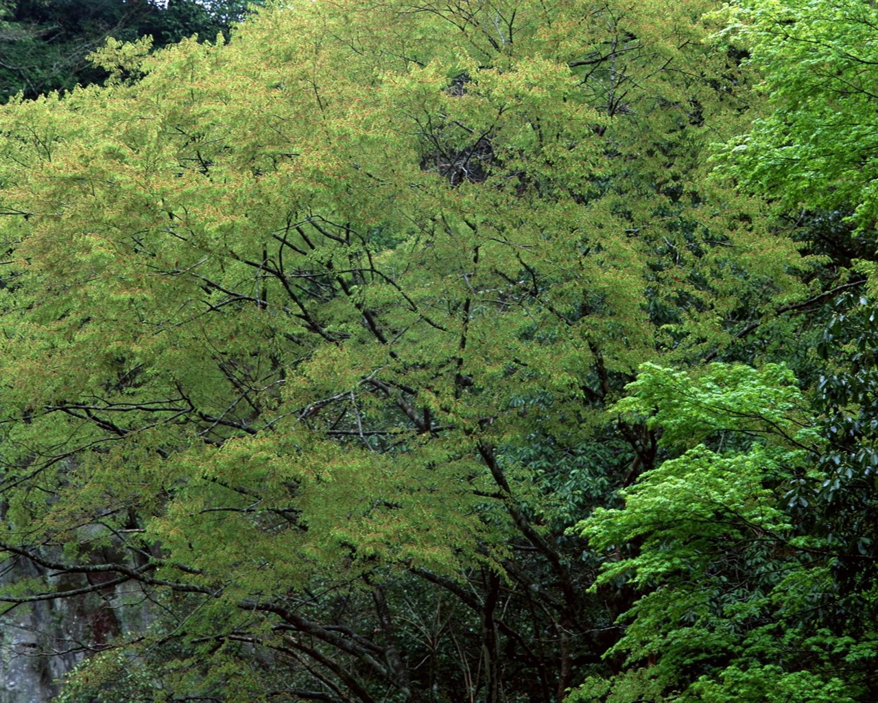 春色 自然風景壁紙 #27 - 1280x1024